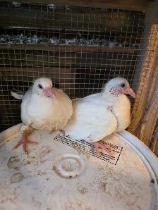 Baby pigeon for sale