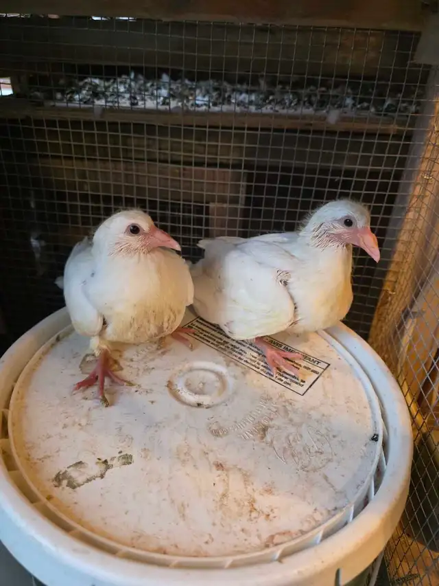Baby pigeon for sale - Photo 2