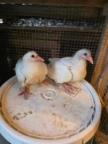 Baby pigeon for sale - Photo 2