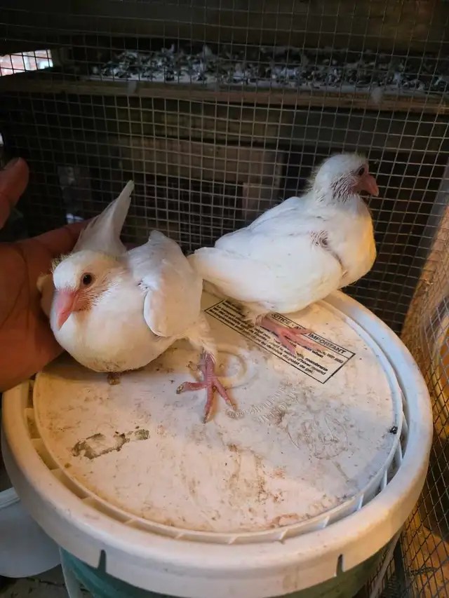 Baby pigeon for sale - Photo 3