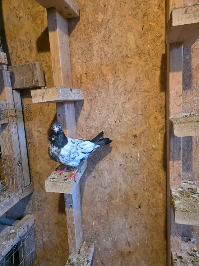 Baby pigeon for sale - Photo 4
