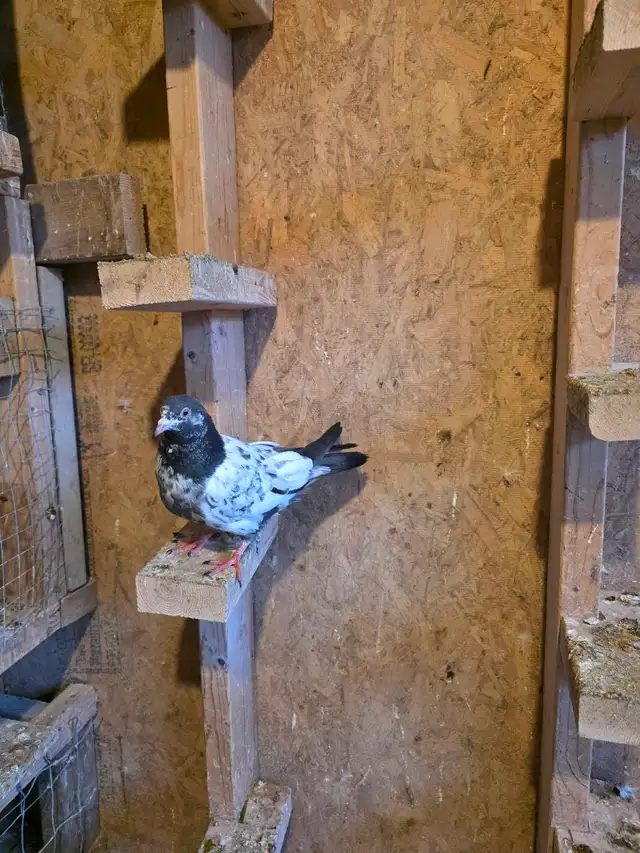 Baby pigeon for sale - Photo 5