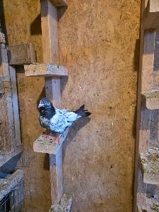 Baby pigeon for sale - Photo 5