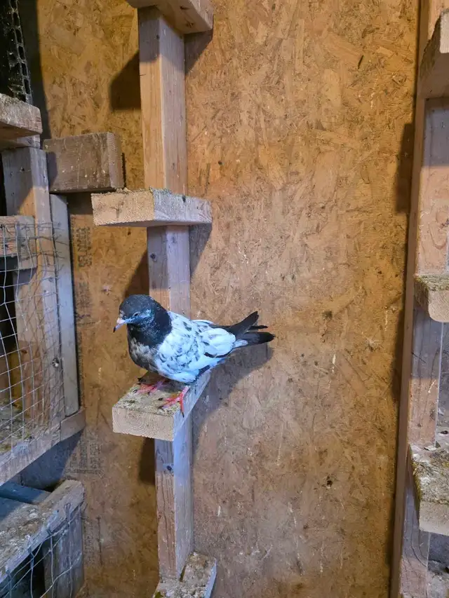 Baby pigeon for sale - Photo 6