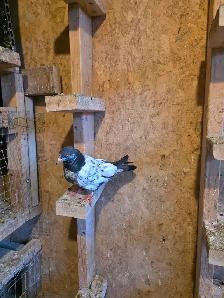 Baby pigeon for sale - Photo 6