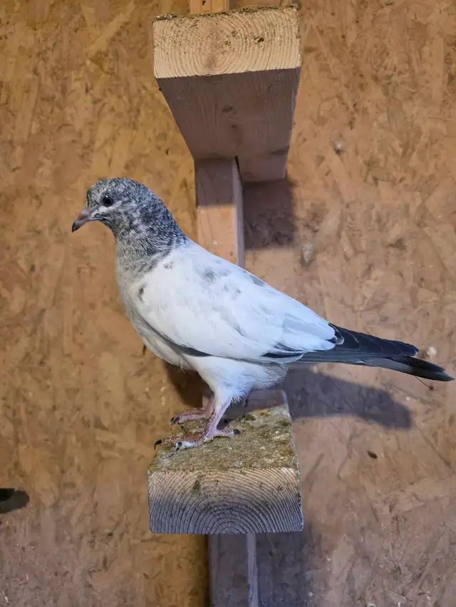 Baby pigeon for sale - Photo 7