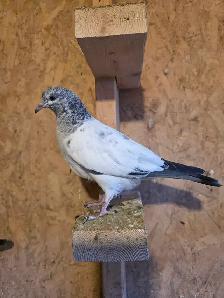 Baby pigeon for sale - Photo 7
