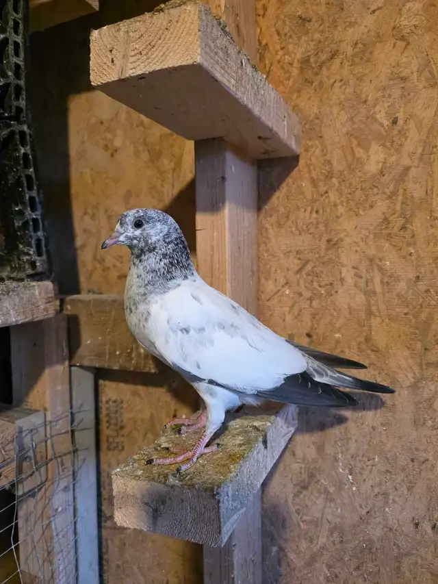 Baby pigeon for sale - Photo 8