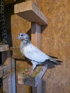 Baby pigeon for sale - Photo 8