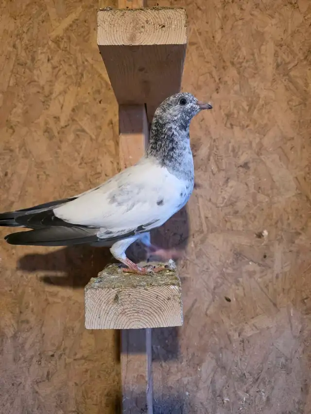 Baby pigeon for sale - Photo 9