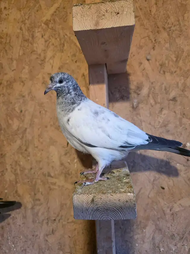 Baby pigeon for sale - Photo 10
