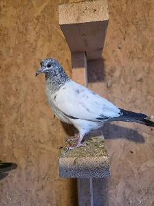 Baby pigeon for sale - Photo 10