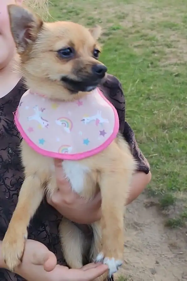 our dog is missing