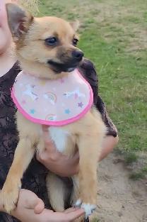 our dog is missing
