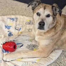 Kennel Attendant/Cleaner