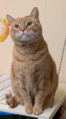 Kennel Attendant/Cleaner - Photo 4