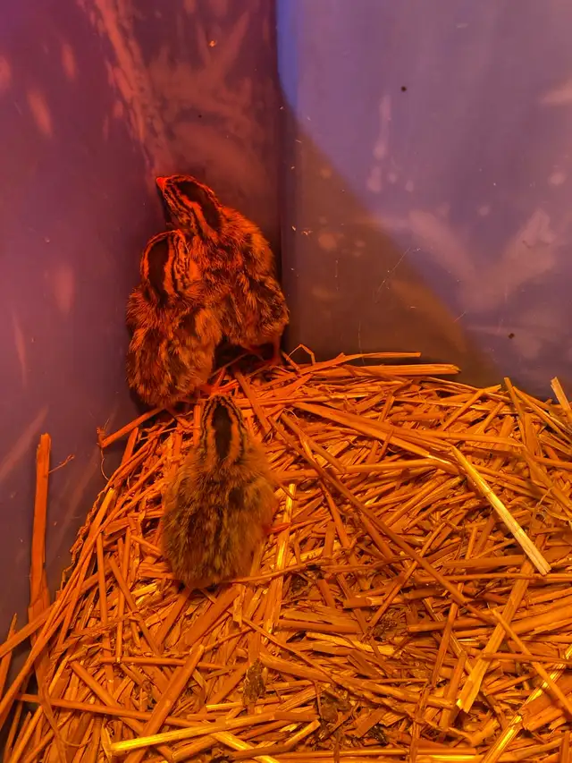 Guinea fowl chicks