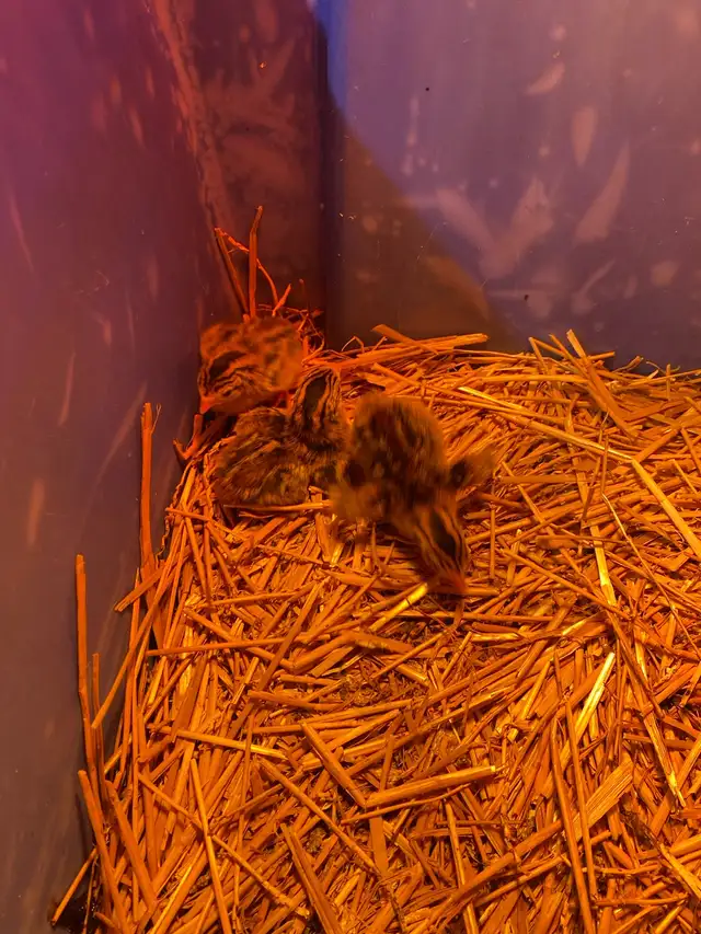 Guinea fowl chicks - Photo 2