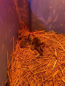 Guinea fowl chicks - Photo 2