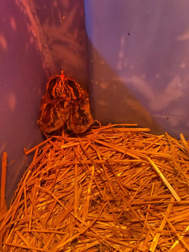 Guinea fowl chicks - Photo 3