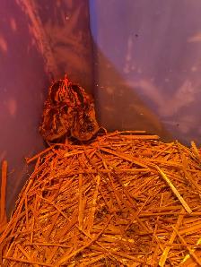 Guinea fowl chicks - Photo 3