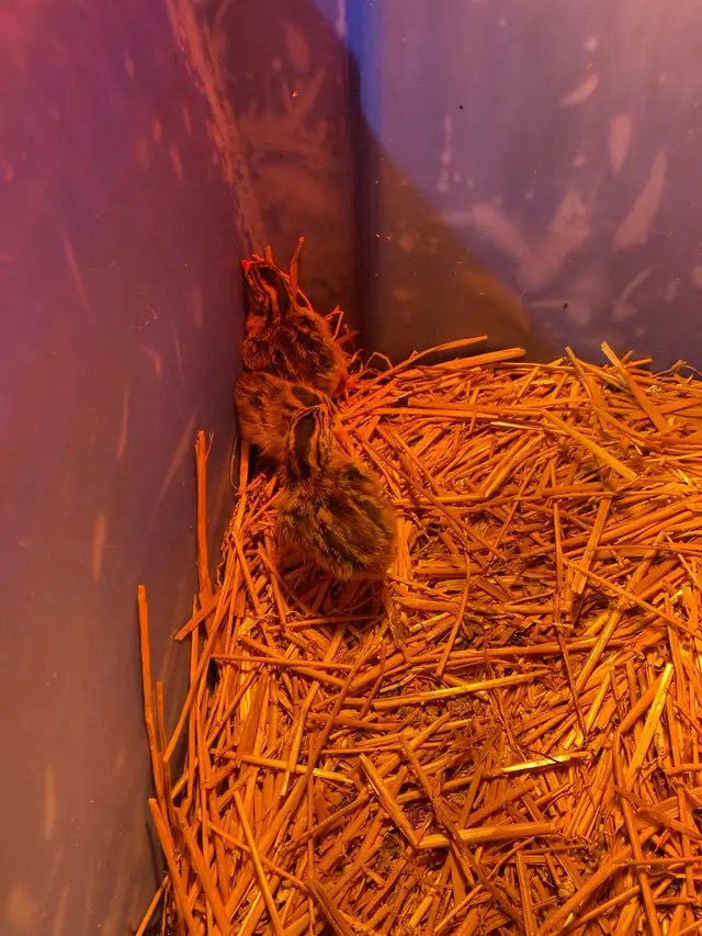 Guinea fowl chicks - Photo 4