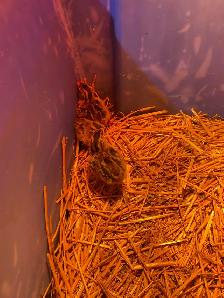 Guinea fowl chicks - Photo 4