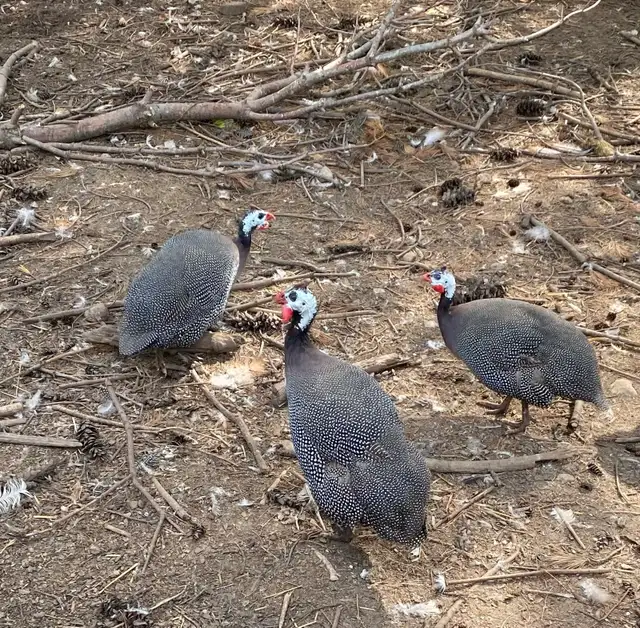 Guinea fowl chicks - Photo 5