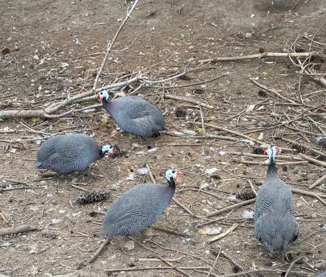 Guinea fowl chicks - Photo 6