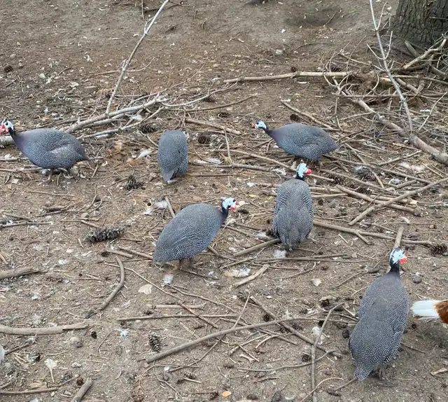 Guinea fowl chicks - Photo 7