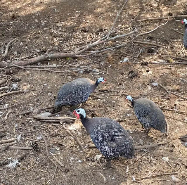 Guinea fowl chicks - Photo 8