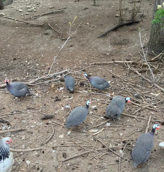 Guinea fowl chicks - Photo 9