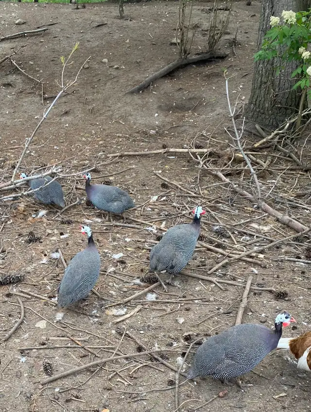 Guinea fowl chicks - Photo 10