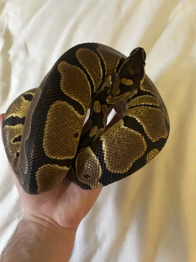 Female brown ball python