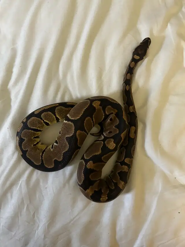 Female brown ball python - Photo 2