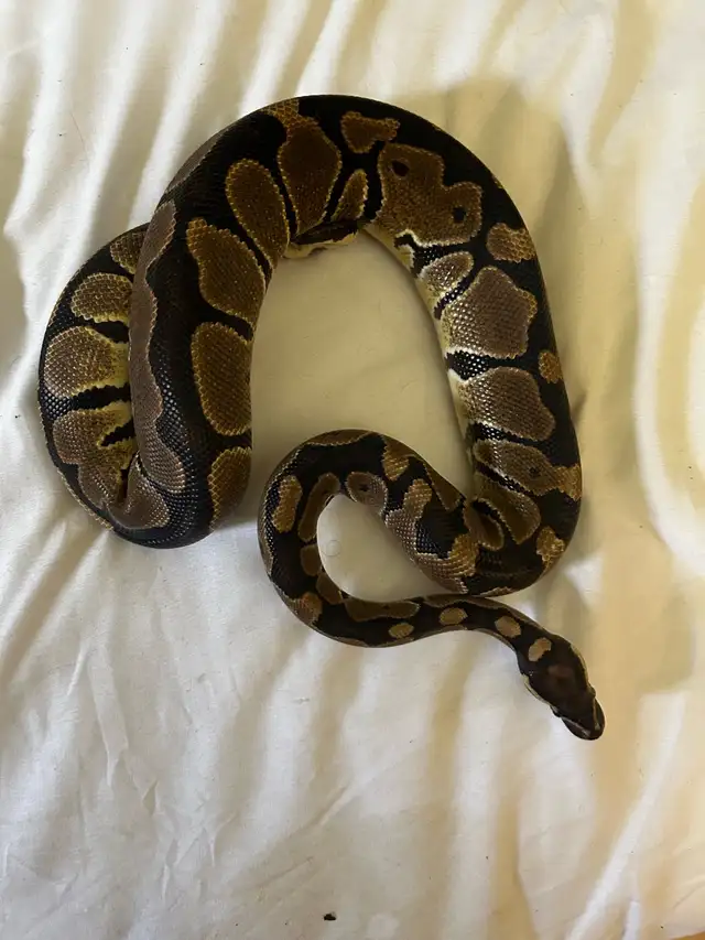 Female brown ball python - Photo 3