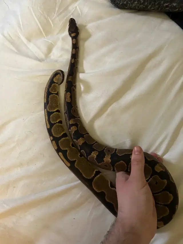 Female brown ball python - Photo 4