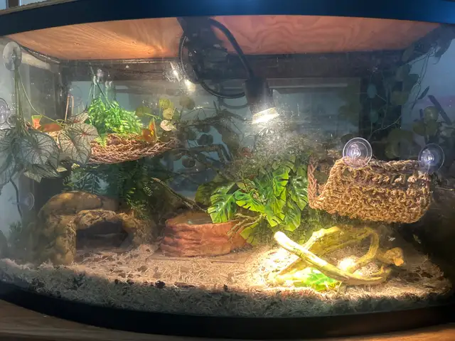Female brown ball python - Photo 5