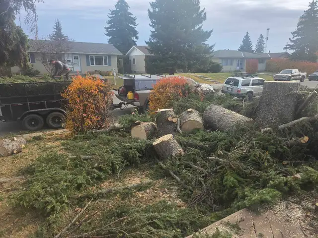 tree cutting - Photo 2