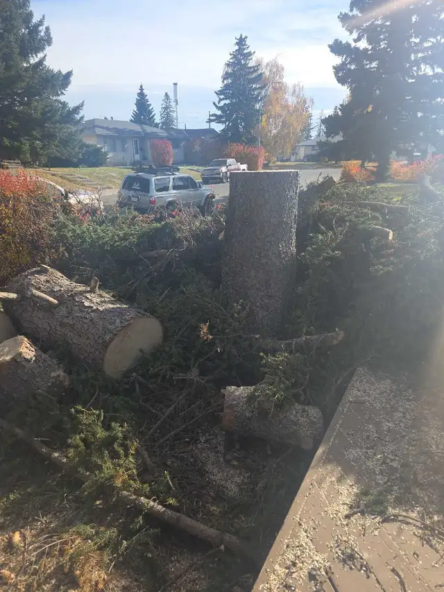 tree cutting - Photo 3