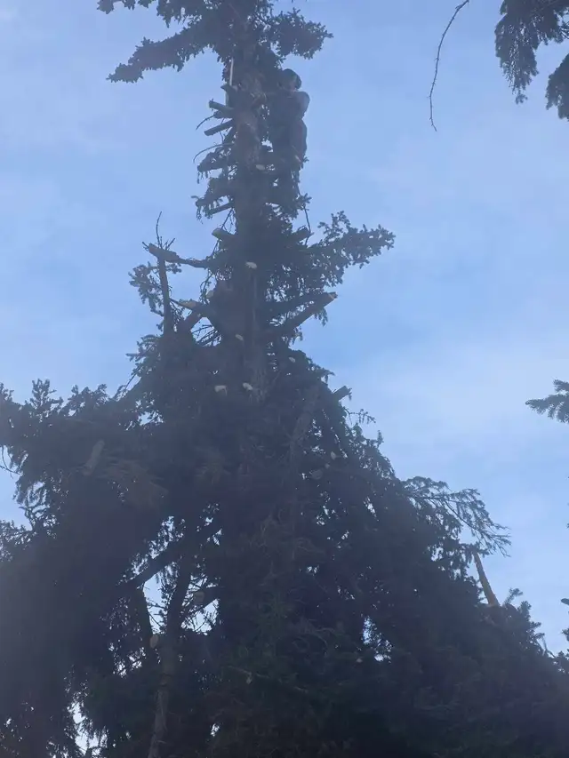 tree cutting - Photo 4