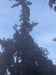 tree cutting - Photo 4