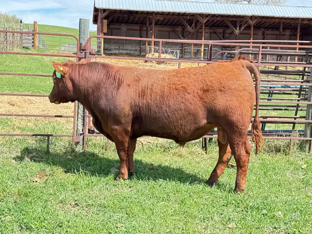 Red Angus Yearlings and 2 Year Old For Sale