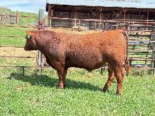 Red Angus Yearlings and 2 Year Old For Sale