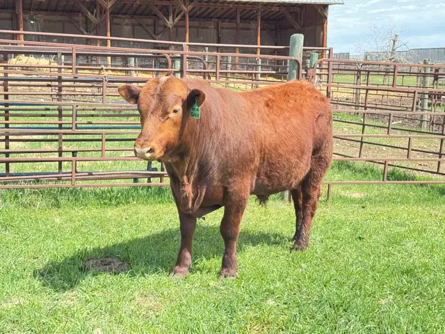 Red Angus Yearlings and 2 Year Old For Sale - Photo 2
