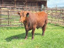 Red Angus Yearlings and 2 Year Old For Sale - Photo 2