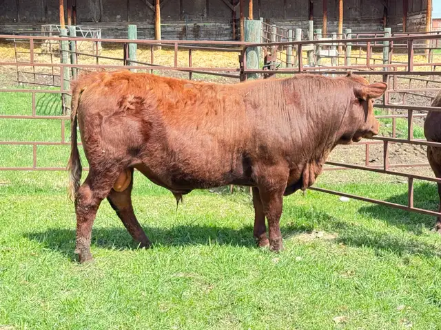 Red Angus Yearlings and 2 Year Old For Sale - Photo 3