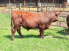 Red Angus Yearlings and 2 Year Old For Sale - Photo 3