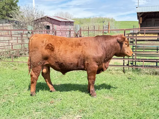 Red Angus Yearlings and 2 Year Old For Sale - Photo 4