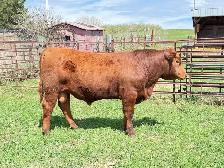 Red Angus Yearlings and 2 Year Old For Sale - Photo 4